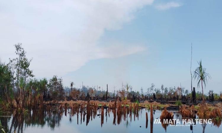 Wilayah Kerja Yayasan Penyelamatan Orangutan Terbakar