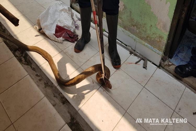 Ular Kobra Sepanjang 2,7 Meter Masuk Sekolah di SDN 2 Bukit Tunggal