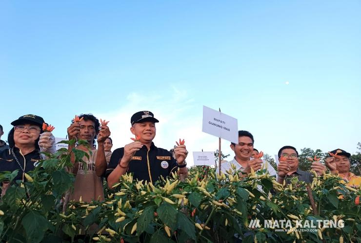 Bupati dan Wakil Bupati Panen Perdana Cabai Rawit di Desa Tumbang Sepan