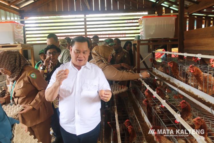 Peternakan Ayam Petelur di Desa Jemaras Akan Jadi Role Model