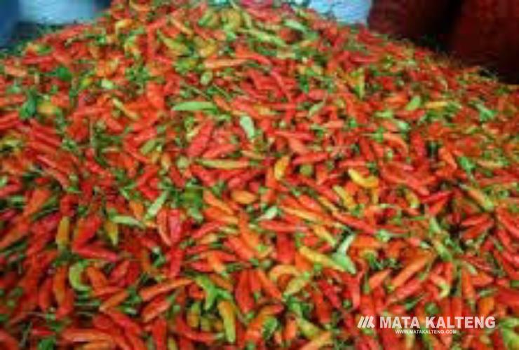 Harga Cabai Merah Semakin Pedas