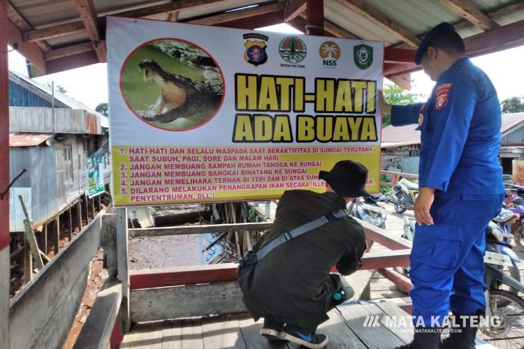 Buaya Muara Kembali Muncul di Sungai Mentaya, Warga Resah dan Imbauan Beredar