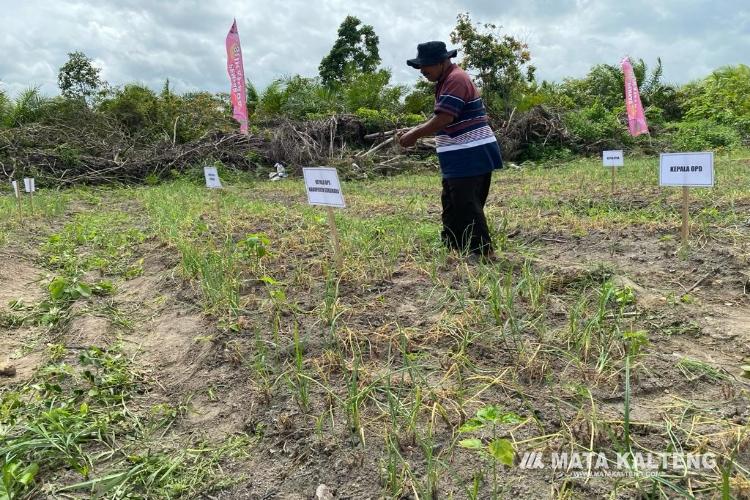 Pemkab Sukamara Manfaatkan Aset Terlantar Jadi Lahan Pertanian 