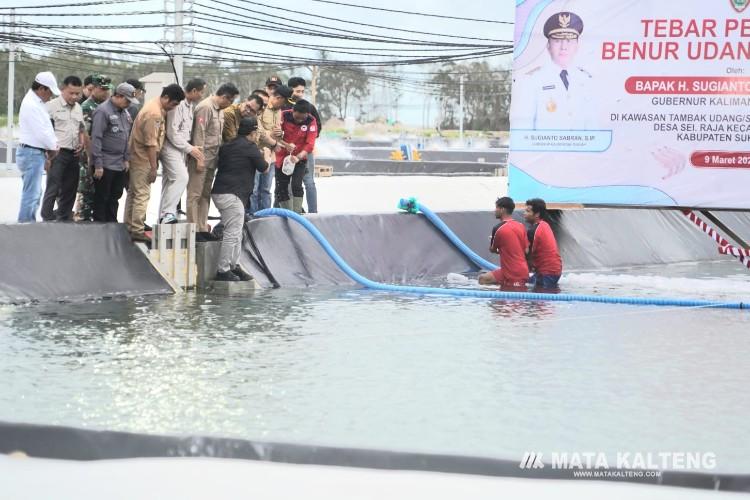 Proyeksi Produksi Tambak Udang Hasilkan Rp 29,4 Miliar