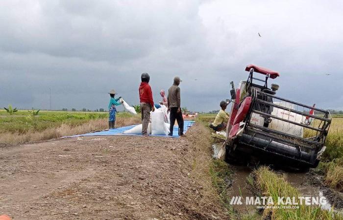 Musim Panen Tiba Diharapkan Harga Beras Turun