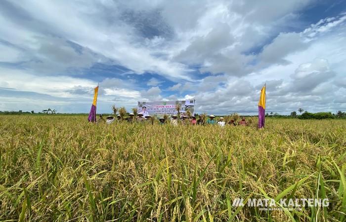 Pj Bupati Sukamara Ikuti Syukuran Panen Raya Padi di Desa Sungai Pasir 