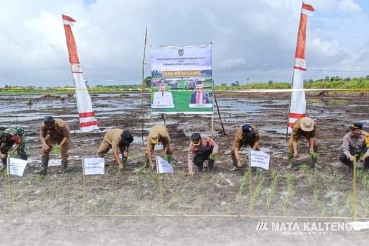 Tanam Padi Bersama, Tingkatkan Produktifitas Hasil Pertanian