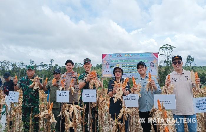 Wakil Bupati Panen Bersama Jagung Hibrida dan Padi Sawah