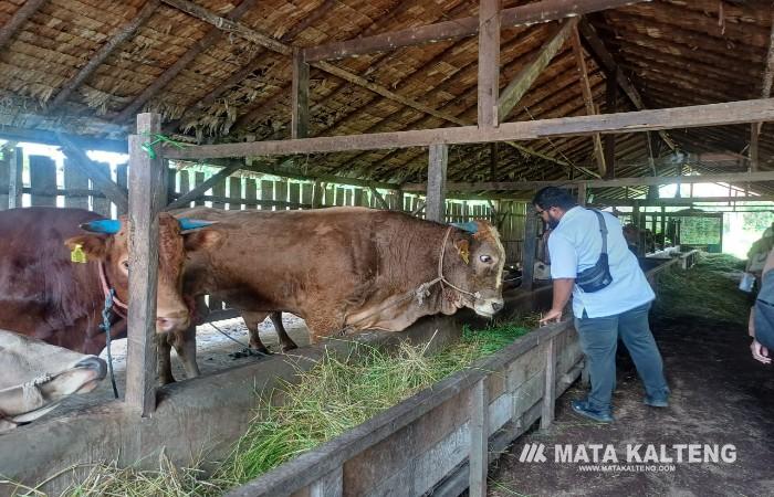 DPKP Lakukan Pendataan Hewan Kurban Masuk ke Kotim Jelang Iduladha