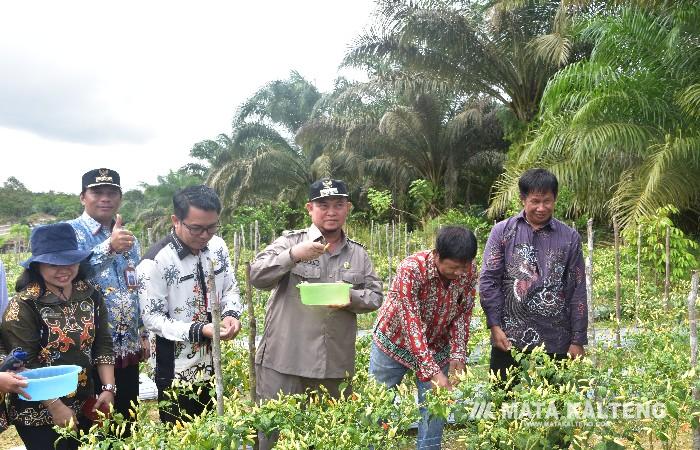 Penanaman Komoditas Cabai Akan Memberikan Kontribusi Penurunan Inflasi