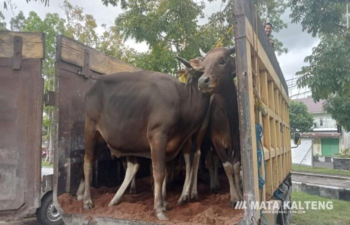 Diskeptan Sukamara Nyatakan Sapi Kurban Bantuan Pemprov Kalteng Sehat