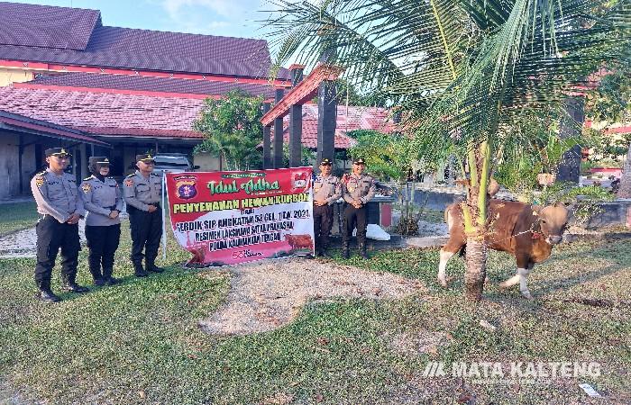 Wujud Pengabdian, Serdik SIP Angkatan 53 Gelombang 1 Polda Kalteng Sumbangkan Satu Ekor Sapi