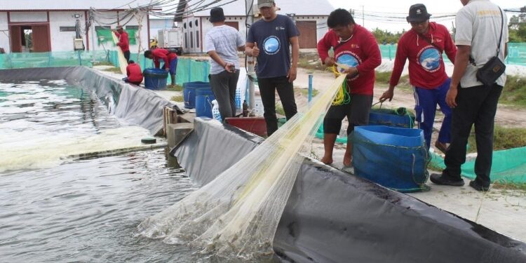 FOTO: IST/MATAKALTENG - Panen parsial kesatu siklus kedua di Shrimp Estate Berkah Kabupaten Sukamara.